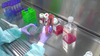 Passaging Cells Cell Culture Basics [upl. by Erbua]