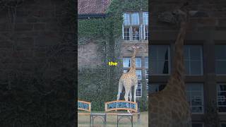 Giraffe Manor Breakfast with Giraffes [upl. by Saundra]