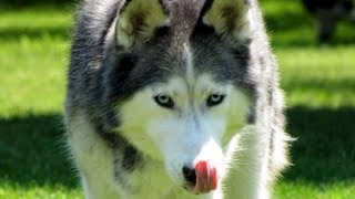 Shiloh Update How often to Brush a Siberian Husky FAN FRIDAY 61 [upl. by Eceirahs]