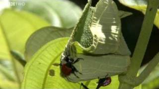 Bizarre GiraffeNecked Weevils Fight for a Mate  Madagascar Preview  BBC Two [upl. by Ricardo]