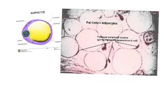 Endocrine19Adipose Tissue [upl. by Vasily104]