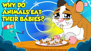 Strangest Animal Fact  Why Do Animals Eat Their Babies  Filial Cannibalism  Dr Binocs Show [upl. by Terra588]