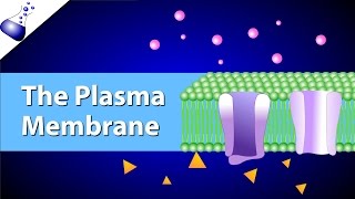 The Plasma Membrane and the Fluid Mosaic Model [upl. by Rockwood293]