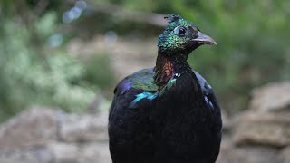 himalayan monalImpeyan pheasantglossy pheasant himalaya GlanzfasanRostschwanz GlanzfasanDanphe [upl. by Anuahsal]