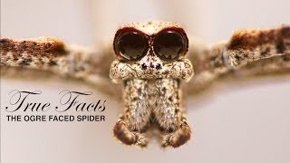 True Facts The Ogre Faced Spider [upl. by Trik]