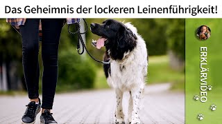 Das Geheimnis der lockeren Leinenführigkeit ➡️ Jetzt im Video ✔️ [upl. by Otsuaf]