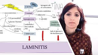 Pathogenesis of laminitis in horses  Vet student [upl. by Phenice485]