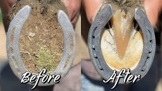 Farrier ASMR  Hoof Restoration  Satisfying [upl. by Kristoforo]