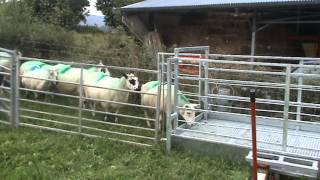 Prevent sheep lameness with new design footbath [upl. by Ytteb]