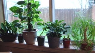 Houseplant Appreciation Day My easy houseplants with Darlene [upl. by Sitra618]