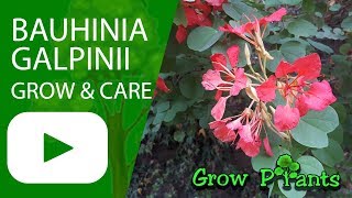 Bauhinia galpinii grow amp care [upl. by Annas]