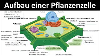 Unterscheidung von Tier und Pflanzenzellen  Kurz und einfach erklärt [upl. by Elleirua]