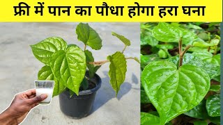 फ्री की इस सफेद चीज से पान का पौधा 2 दिन में होगा घनाBest fertilizer for Betel plant [upl. by Frederiksen502]