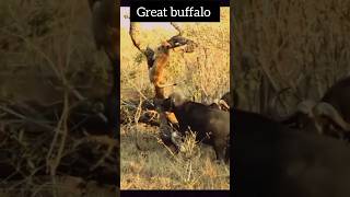 buffalo surrounded lion animals shorts viral [upl. by Sarina403]