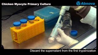 Chicken Myocyte Primary Culture [upl. by Arron]