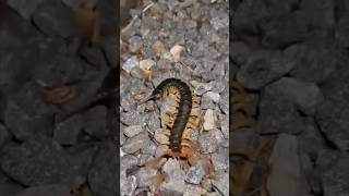 Creepy centipede hunting yotubeshorts shorts [upl. by Onilegna]