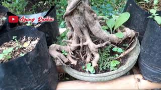 Harga Bonsai Dollar KoreaBonsai Beringin Korea Harganya WOW [upl. by Fee]