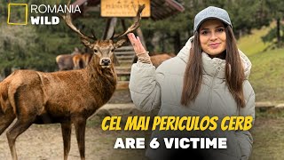 TOP 3 Locuri De Vizitat in SIBIU  Ferma de CERBI si CIUTE🌿🦌 [upl. by Alisa558]