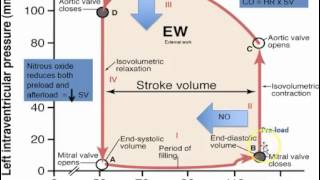 HF 4 Hydralazine and Isosorbide Ditrate [upl. by Firehs]