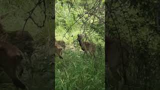 Punjab Urial  Wildlife of Pakistan  Mammals of Pakistan  Urial  Wild Sheep  Wildlife  Pakistan [upl. by Woll]