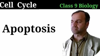 Apoptosis  Natural Cell death  Cell Death  Cell cycle  Cell Division [upl. by Starling]