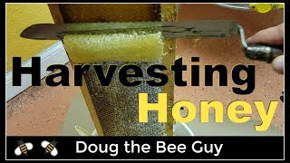 Harvesting Honey  How to harvest honey from a beehive [upl. by Ntsud]