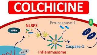 Colchicine Tablets for Gout  Mechanism precautions amp side efects [upl. by Sibeal486]