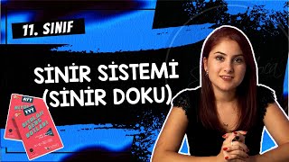 1 SİNİR SİSTEMİ SİNİR DOKU  11 SINIF  AYT BİYOLOJİ DERS NOTLARI  2024 [upl. by Lucie]