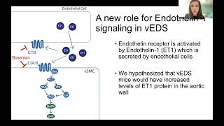 Endothelin1 contributes to vascular rupture risk in Vascular Ehlers Danlos syndrome mice [upl. by Janot469]