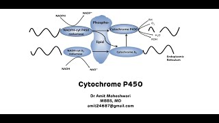 Cytochrome P450  Cytochrome P450 for Xenobiotic Metabolism [upl. by Maples]