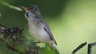 Olivetree warbler singing [upl. by Korie308]