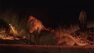 Majingilane Male Lions Patrol The Dark Night [upl. by Baker]