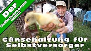 Gänsehaltung für Selbstversorger [upl. by Imena]