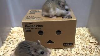 ハムスターとダンボーの同居 roborovski hamster [upl. by Delmor844]