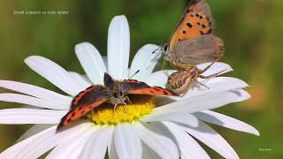 Small coppers vs crab spider [upl. by Tedder175]