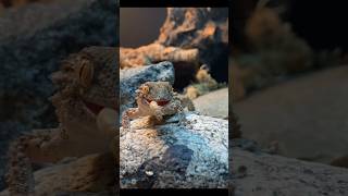 Watch this HUNGRY Crocodile Gecko DEVOUR his meal 😮🦎 shorts [upl. by Danice]