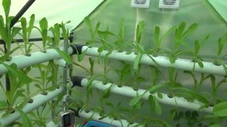 الزراعة المائية Hydroponics [upl. by Eceirahs]