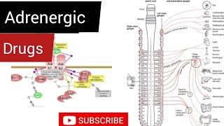 Adrenergic Drugs  Drugs of Sympathetic Nervous System  Ocular Pharmacology [upl. by Agnimod17]