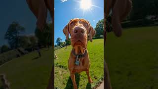 Wire Haired Vizsla In Park animal dog doglover dogbreed ytshorts shorts aiinsights ai [upl. by Ecinom676]