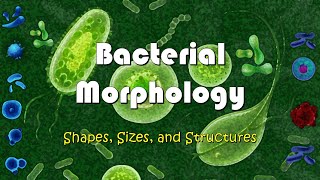 Understanding Bacterial Morphology  Shapes Sizes and Structures of Bacteria [upl. by Igiul971]