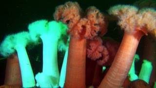 Puget Sound Diving Washington [upl. by Livingstone896]