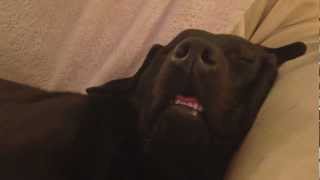 Sleep Eating Labrador [upl. by Hermann]