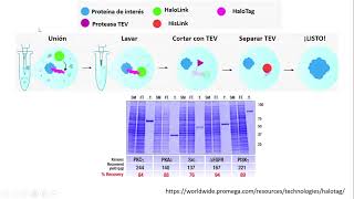 Expresando y purificando proteínas con HaloTag [upl. by Dnaltroc]