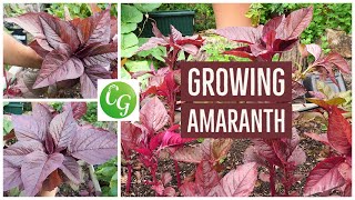 Grow Your Own Superfood The Ultimate Guide to Red Amaranth Amaranthus [upl. by Yarased]