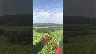 Tea Farm In Kericho Town Kenya 🇰🇪 [upl. by Heaps]