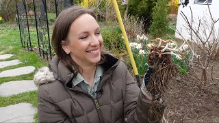 Planting Bare Root Astilbe  How to Plant Grow and Maintain Astilbe Flowers  Northlawn [upl. by Burnley348]