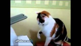 Cat vs Printer  The Translation [upl. by Atteuqram182]