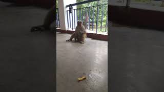 monkey mama monckey bandar funny trendingfunny youtubevideo jitesh1live [upl. by Elleinad]