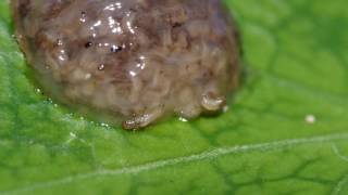 hatching caddisfly larvae short clip [upl. by Leavelle374]