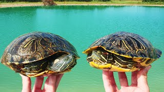 Moving the Turtles to Their New Ponds [upl. by Airalav]